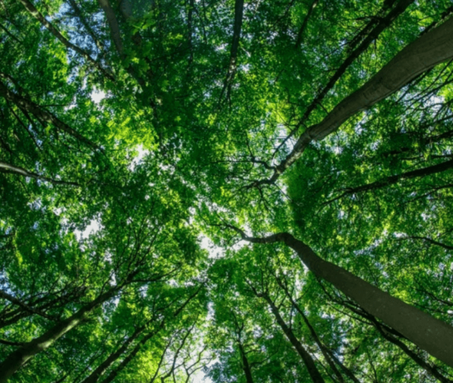Träden får dig att stressa ner